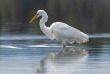 Nouvelle-Zélande - Franz Josef - Okarito Eco Boat Tours