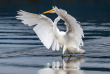 Nouvelle-Zélande - Franz Josef - Okarito Eco Boat Tours