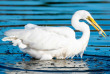 Nouvelle-Zélande - Franz Josef - Okarito Eco Boat Tours