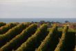 Nouvelle-Zélande - Hawke's Bay - Journée à la découverte des vignobles de Hawke's Bay