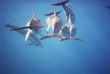 Nouvelle-Zélande - Christchurch - Nagez avec les dauphins de Kaikoura