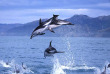 Nouvelle-Zélande - Kaikoura - Croisière d'observation du grand cachalot