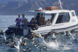 Nouvelle-Zélande - Kaikoura - Croisière d'observation des albatros