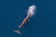 Nouvelle-Zélande - Kaikoura - Observation des baleines en hélico : 40 minutes © Kairoura Helicopters