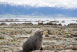 Nouvelle-Zélande - Kaikoura - Croisière d'observation du grand cachalot