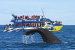 Nouvelle-Zélande - Christchurch - Observez les baleines du ciel et nagez avec les dauphins à Kaikoura