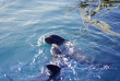 Nouvelle-Zélande - Kaikoura - Nagez avec les phoques de Kaikoura