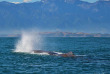 Nouvelle-Zélande - Kaikoura - Croisière d'observation du grand cachalot