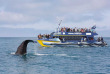 Nouvelle-Zélande - Kaikoura - Croisière d'observation du grand cachalot