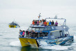 Nouvelle-Zélande - Kaikoura - Croisière d'observation du grand cachalot