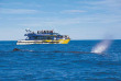 Nouvelle-Zélande - Christchurch - Croisière d'observation des baleines à Kaikoura - aller en bus et retour en train