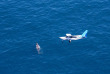Nouvelle-Zélande - Kaikoura - Wings Over Whales