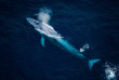 Nouvelle-Zélande - Kaikoura - Wings Over Whales