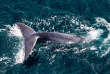 Nouvelle-Zélande - Kaikoura - Wings Over Whales