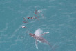 Nouvelle-Zélande - Kaikoura - Wings Over Whales