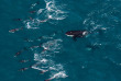 Nouvelle-Zélande - Kaikoura - Wings Over Whales