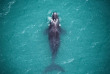 Nouvelle-Zélande - Kaikoura - Wings Over Whales