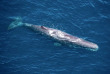 Nouvelle-Zélande - Kaikoura - Wings Over Whales