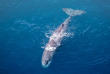 Nouvelle-Zélande - Kaikoura - Wings Over Whales