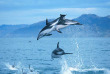 Nouvelle-Zélande - Christchurch - Nagez avec les dauphins de Kaikoura
