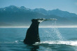 Nouvelle-Zélande - Christchurch - Croisière d'observation des baleines à Kaikoura - voyage par la route