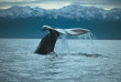 Nouvelle-Zélande - Christchurch - Croisière d'observation des baleines à Kaikoura - aller en bus et retour en train