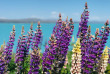 Nouvelle-Zélande - Lake Tekapo - Cheeky Kiwi Travel
