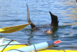 Nouvelle-Zélande - Marlborough Sounds - Kayak et Randonnée guidée libre sur la Queen Charlotte Track