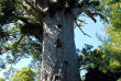 Nouvelle-Zélande - Marche en journée dans la forêt de Waipoua © Tourism New Zealand