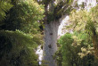 Nouvelle-Zélande - Marche à la tombée de la nuit dans la forêt de Waipoua © Northland Inc