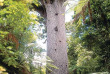 Nouvelle-Zélande - Marche à la tombée de la nuit dans la forêt de Waipoua © Northland Inc