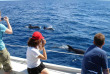 Nouvelle-Zélande - Bay of Islands - Safari dauphins à la journée dans la Bay of Islands