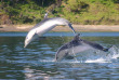Nouvelle-Zélande - Bay of Islands - Safari dauphins à la journée dans la Bay of Islands