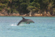 Nouvelle-Zélande - Bay of Islands - Safari dauphins à la journée dans la Bay of Islands