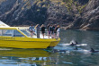 Nouvelle-Zélande - Bay of Islands - Nage avec les dauphins dans la Bay of Islands
