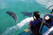 Nouvelle-Zélande - Bay of Islands - Nage avec les dauphins dans la Bay of Islands