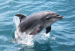 Nouvelle-Zélande - Bay of Islands - Nage avec les dauphins dans la Bay of Islands