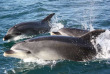 Nouvelle-Zélande - Bay of Islands - Nage avec les dauphins dans la Bay of Islands