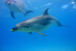 Nouvelle-Zélande - Bay of Islands - Nage avec les dauphins dans la Bay of Islands