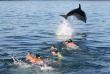 Nouvelle-Zélande - Bay of Islands - Nage avec les dauphins dans la Bay of Islands
