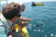 Nouvelle-Zélande - Bay of Islands - Nage avec les dauphins dans la Bay of Islands