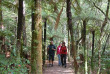 Nouvelle-Zelande - Rotorua - Rainforest Experiences - randonnée dans la forêt de Whirinaki