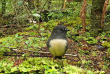 Nouvelle-zélande - Stewart island - Ulva Island © Ruggedy Ranges
