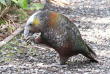Nouvelle-zélande - Stewart island - Ulva Island © Ruggedy Ranges