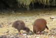 Nouvelle-zélande - Stewart island - Ulva Island © Ruggedy Ranges