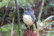 Nouvelle-zélande - Stewart island - Ulva Island © Ruggedy Ranges