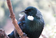 Nouvelle-Zélande - Stewart Island - Les oiseaux sous toutes les coutures