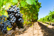 Nouvelle-Zélande - Wairapapa - Martinborough - Xplor Tours
