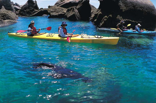 Nouvelle-Zélande - Abel Tasman National Park - Kayak à la rencontre des phoques et marche dans la forêt ou plage