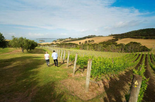 Nouvelle-Zélande - Auckland - Visite guidée et en liberté de l'île de Waiheke © Tourism New Zealand, Julian Apse
